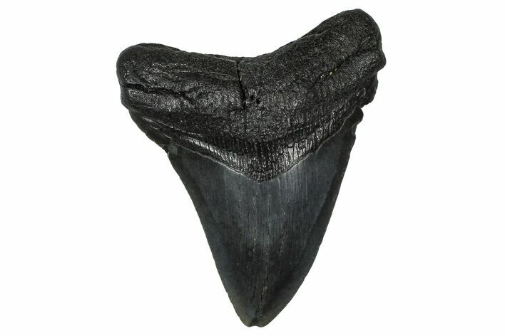 Fossil Megalodon Tooth - South Carolina #374790